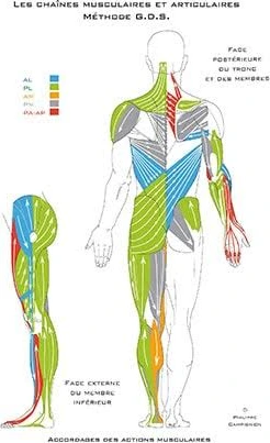 Schéma des chaînes musculaires et articulaires du corps humain, utilisé pour le traitement des chaînes musculaires